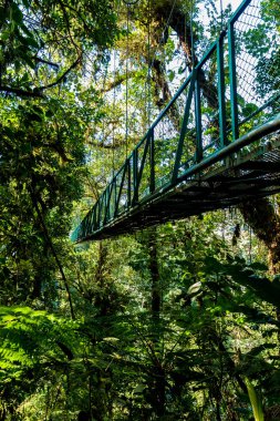 Cloudforest - Kosta Rika Bridge'de asılı