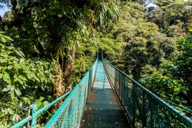 Cloudforest, Monteverde, Kosta Rika Bridge'de asılı.