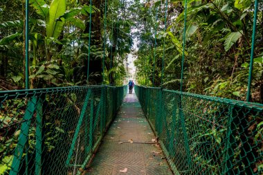 Cloudforest - Monteverde, Kosta Rika Bridge'de asılı üzerinde kız