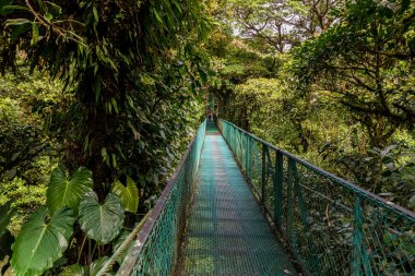 Cloudforest - Kosta Rika Bridge'de asılı