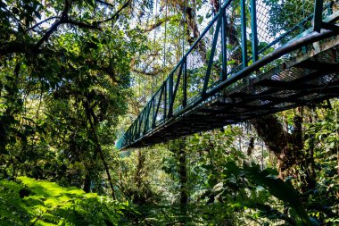 Cloudforest - Kosta Rika Bridge'de asılı