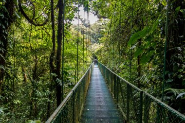 Cloudforest, Monteverde, Kosta Rika Bridge'de asılı.