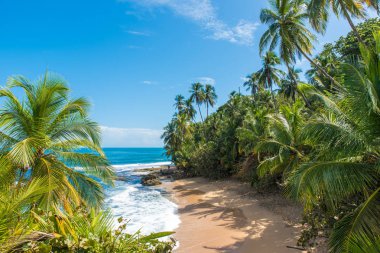 Vahşi Karayipler beach, Manzanillo, Puerto Viejo, Kosta Rika