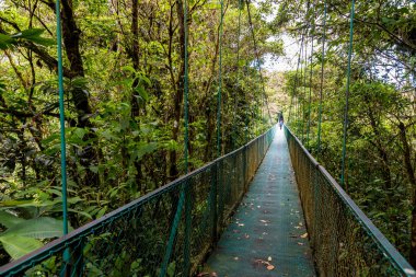 Cloudforest, Monteverde, Kosta Rika Bridge'de asılı.