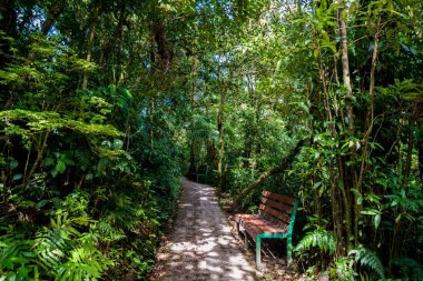 Cloudforest, Monteverde, Kosta Rika görünümünü.