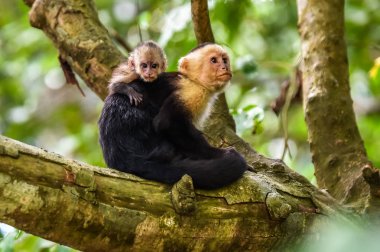 Capuchin maymunlar - ağacının dalını vahşi hayvanlarda