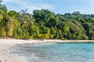 Tropikal plaj içinde Manuel Antonio Milli Parkı, Costa Rica.