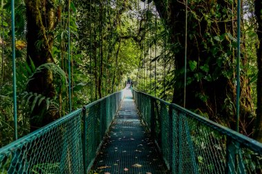Cloudforest, Monteverde, Kosta Rika Bridge'de asılı.