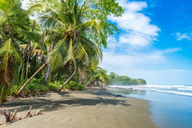 Playa Negra - siyah beach adlı Cahuita, Limon, Kosta Rika.