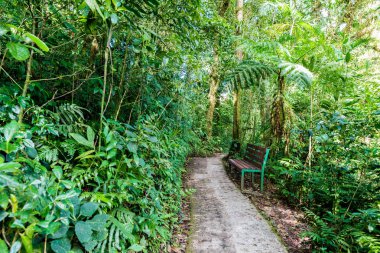 Cloudforest, Monteverde, Kosta Rika görünümünü.