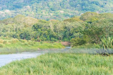 Kosta Rika nehirde yağmur ormanlarında