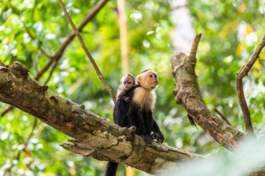 Capuchin maymunlar - ağacının dalını vahşi hayvanlarda