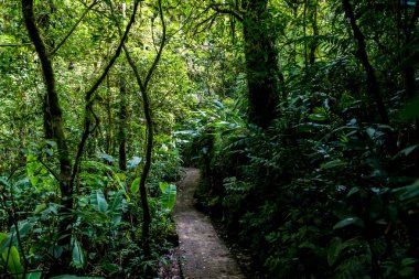Cloudforest - Kosta Rika Bridge'de asılı
