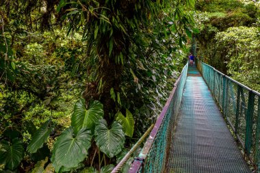 Cloudforest - Kosta Rika Bridge'de asılı