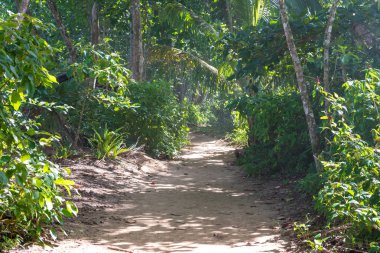 Cahuita - paradise plajları ve Kosta Rika yağmur ormanları ile milli park.