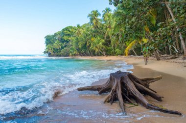 Vahşi Cennet plaj Manzanillo Park Kosta Rika