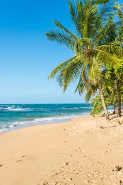 Kosta Rika Punta Uva Beach'te vahşi Karayip kıyılarında ile.