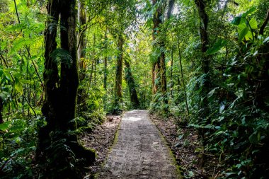Cloudforest, Monteverde, Kosta Rika görünümünü.