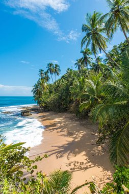 Vahşi Karayipler beach, Manzanillo, Puerto Viejo, Kosta Rika
