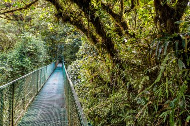Cloudforest, Monteverde, Kosta Rika Bridge'de asılı.
