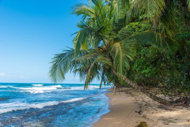 Vahşi Cennet plaj Manzanillo Park Kosta Rika