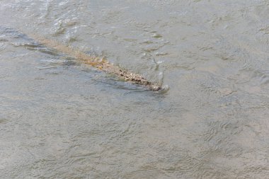 Tehlikeli timsahlar gündüzleri rahatlatıcı closeup