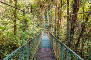 Cloudforest, Monteverde, Kosta Rika Bridge'de asılı.