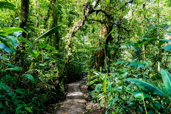 Vista Cloudforest Monteverde Costa Rica — Foto de Stock
