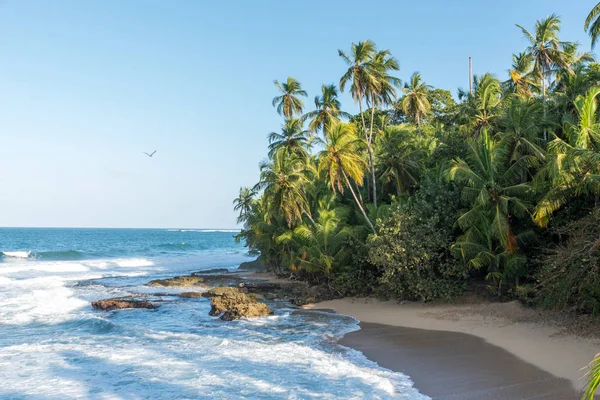 Dzikie Karaiby Plaża Manzanillo Puerto Viejo Costa Rica — Zdjęcie stockowe