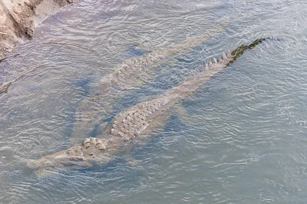 Closeup Dangerous Crocodiles Relaxing Daytime — Stock Photo, Image