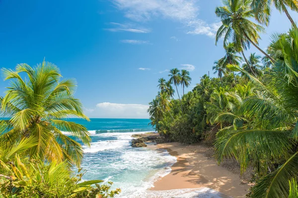 Wild Caribbean Beach Manzanillo Puerto Viejo Costa Rica — Stock Photo, Image