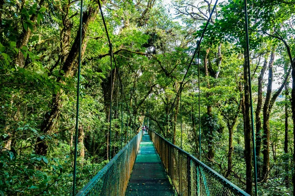 Cloudforest - Kosta Rika Bridge'de asılı