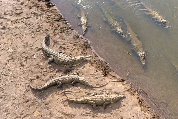 Gros Plan Crocodiles Dangereux Relaxant Dans Journée — Photo