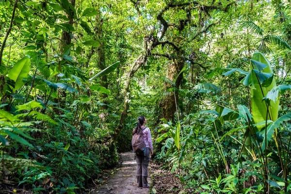 Visão Traseira Mulher Caminhando Floresta Nublada Monteverde Costa Rica — Fotografia de Stock