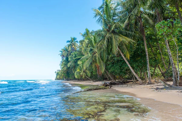 Paradise Vilda Stranden Manzanillo Park Costa Rica — Stockfoto
