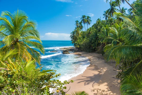 Дикі Карибському Пляжі Мансанільо Пуерто Велья Коста Ріки — стокове фото