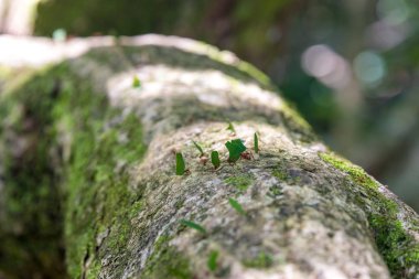 Ağaç üzerinde vahşi yaprak-kesici karıncalar closeup