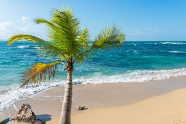 Kosta Rika Punta Uva Beach'te vahşi Karayip kıyılarında ile.