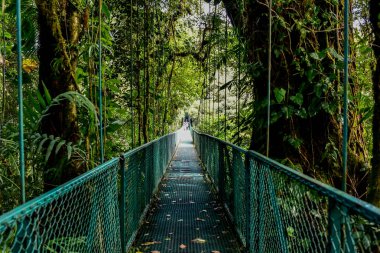 Cloudforest, Monteverde, Kosta Rika Bridge'de asılı.