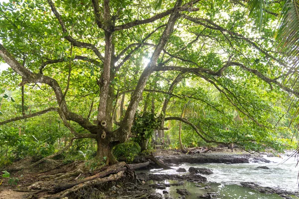 Cahuita Parque Nacional Con Playas Paradisíacas Selva Tropical Costa Rica —  Fotos de Stock