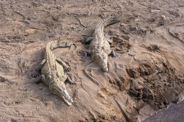 Nahaufnahme Gefährlicher Krokodile Die Sich Tagsüber Entspannen — Stockfoto