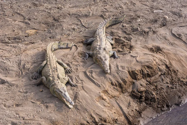 Gros Plan Crocodiles Dangereux Relaxant Dans Journée — Photo