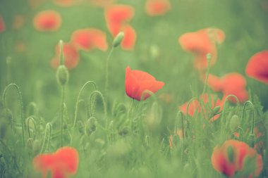 Sıcak yaz günü alanında haşhaş çiçekleri