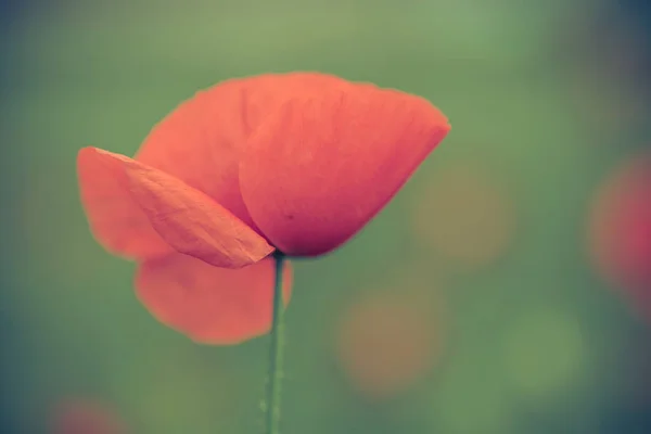Μακροεντολή Πυροβολισμό Λουλούδι Παπαρούνας Στο Πεδίο Ζεστή Καλοκαιρινή Μέρα — Φωτογραφία Αρχείου