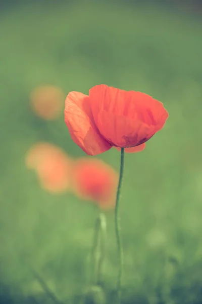 Macro Shot Fleur Pavot Sur Champ Dans Chaude Journée Été — Photo