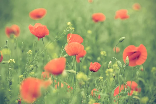 Sıcak yaz günü alanında haşhaş çiçekleri