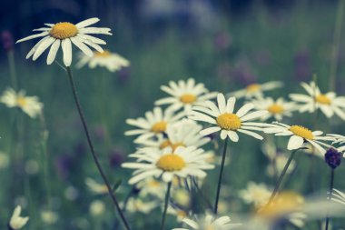 Doğal zemin üzerine taze papatya çiçekler