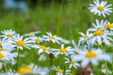 Doğal zemin üzerine taze papatya çiçekler