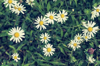 Doğal zemin üzerine taze papatya çiçekler