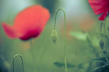 Sıcak yaz günü alanında haşhaş çiçekleri